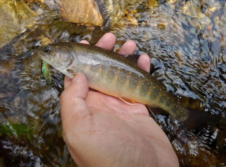 渓流ミノーイング